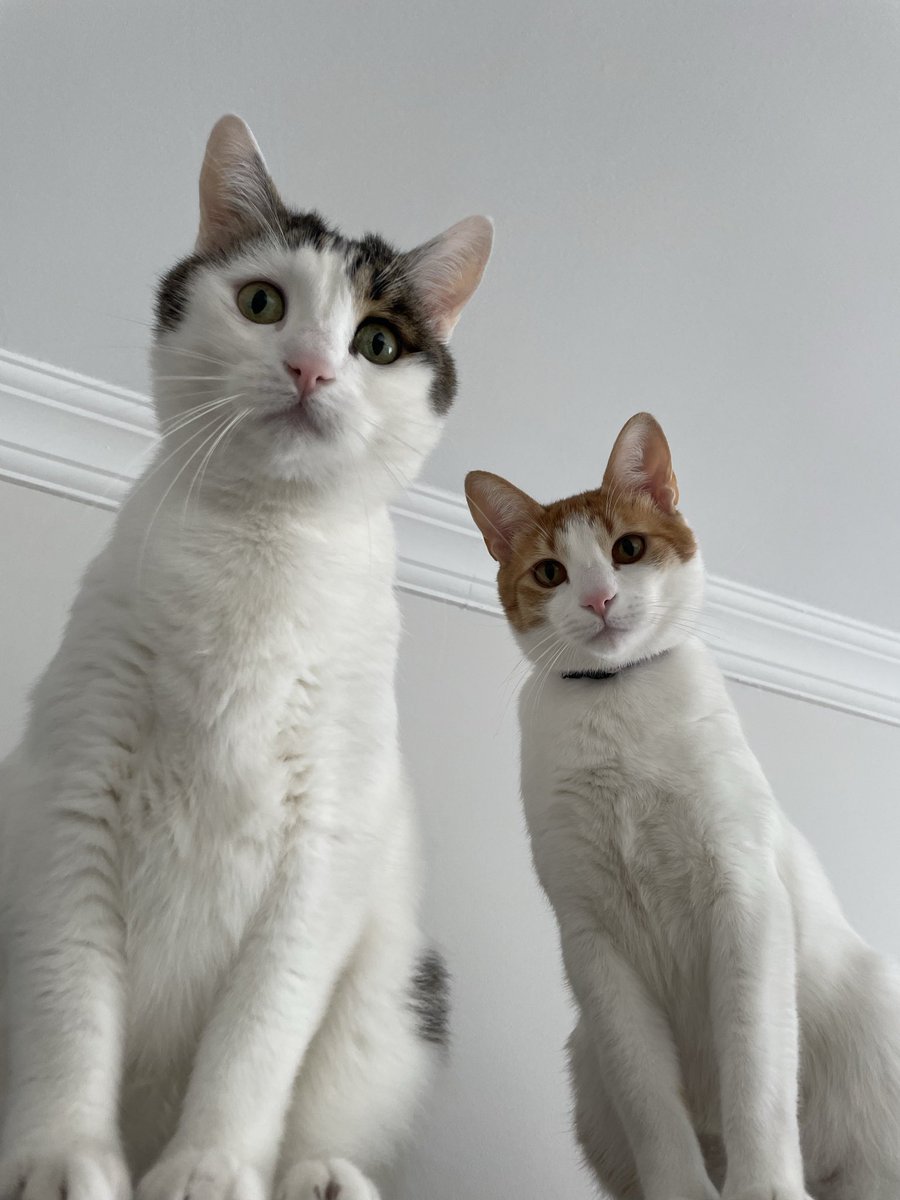 makecatsbetter tweet picture