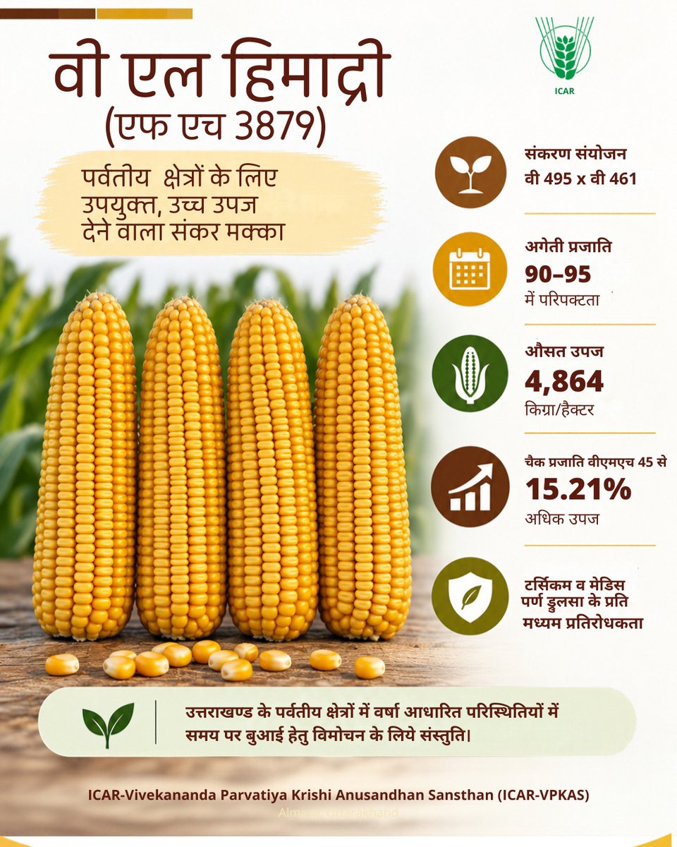 icarindia's tweet photo. VL Himadri (FH 3879)—an early-maturing hybrid maize developed by ICAR-VPKAS. Matures in 90–95 days, yields 4,864 kg/ha and suits rainfed, organic hill farming in Uttarakhand. @ChouhanShivraj @mpbhagirathbjp @RNK_Thakur @AgriGoI @mygovindia @PIB_India https://t.co/kezVCPnC5V