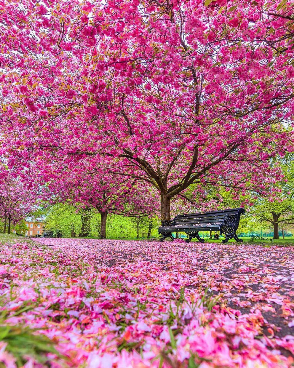 JeanetteEliz's tweet photo. Hello Everyone! 🩷 Have a beautiful day 💞🌸💕 https://t.co/fBZ3473hnk