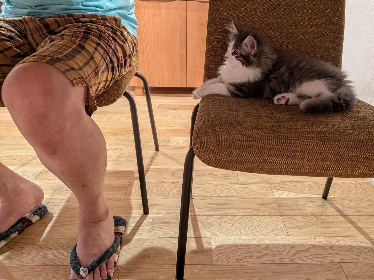 okomeskey's tweet photo. 人間の食事には同席しておきたいキャット椅子の上を覚えてから毎回来るようになった　今日はなんか大きく見える https://t.co/N3gAr8JcWK