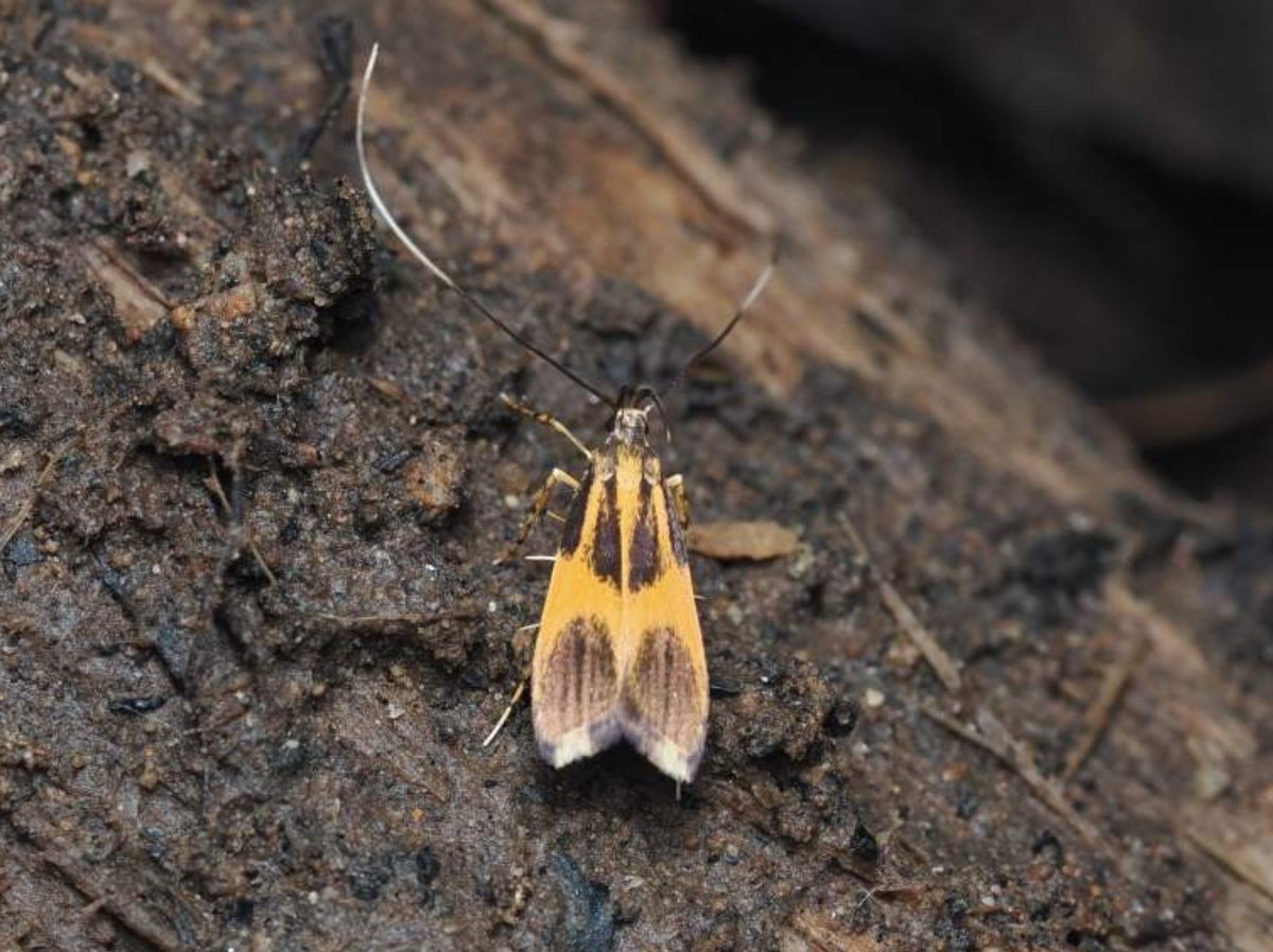FritillaryLilly's tweet photo. #Moths seen in the jungles of #Sumatra #Indonesia #ento #Entomology #TwitterNatureCommunity #lepidoptera #Wildlife #invertebrates #insects #bugs https://t.co/0N36hOHHdB