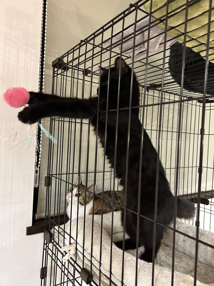 bokumon_house's tweet photo. ノノちゃんおもちゃで遊んでくれた。
#保護猫　#四日市にゃんこレスキュー　#預かりボランティア　#里親募集中 https://t.co/FI1CFK0MWu