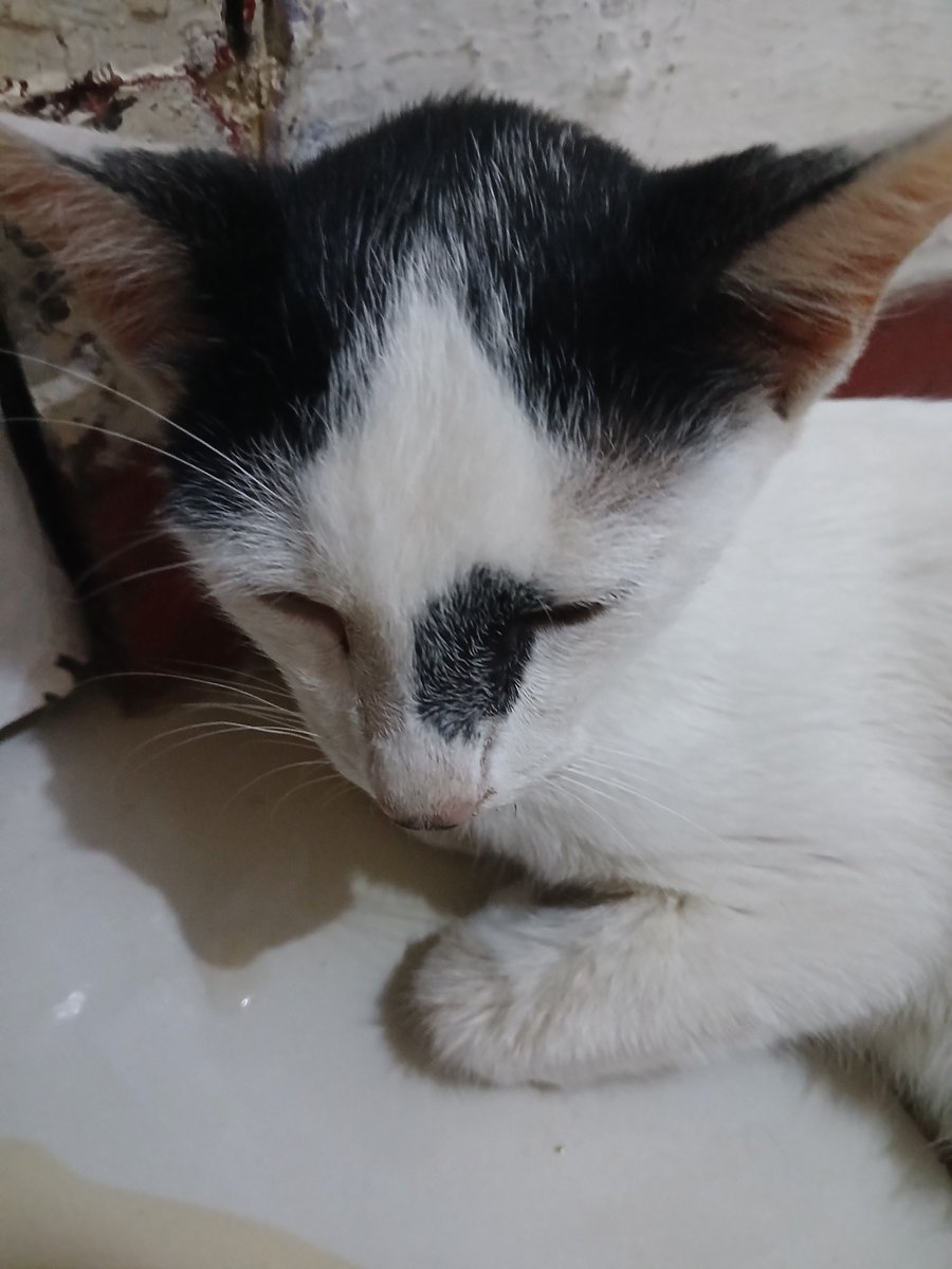 appleufie's tweet photo. help-help! guys kucingku yg kmrn demam skrg lemes lagi, udh ngeluarin air liur terus... takut banget kena calici 🥺💔 yg bersedia u/ donate boleh dm aku yaa ;____; terima kasih..

#catdonate #urgent https://t.co/Ws9oOa9Zez