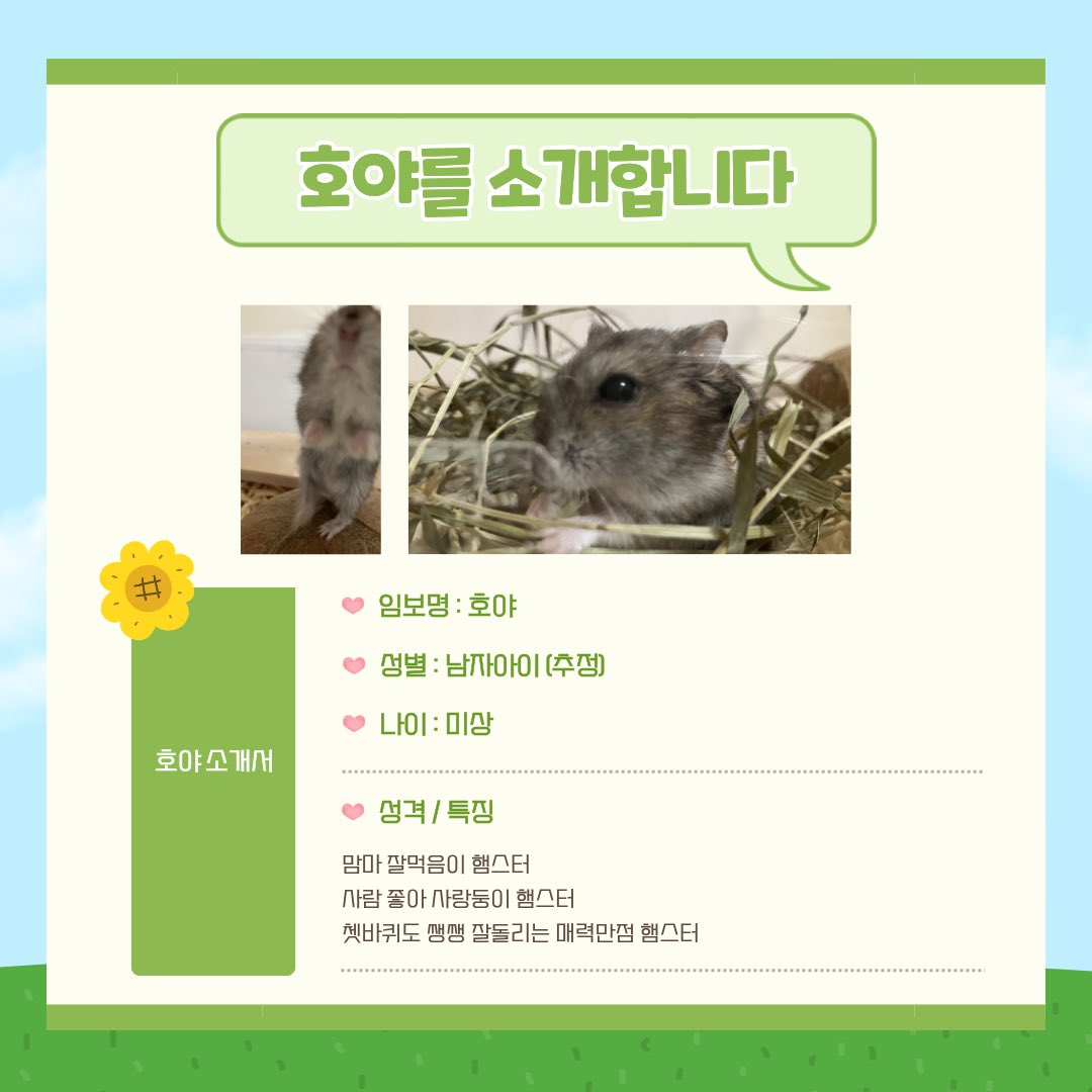 zyorang's tweet photo. 안녕하세요!
사랑둥이 호야가 평생가족을 찾아요 :)
호야의 가족이 되고싶다면,
카드뉴스 내용을 꼼꼼히 확인 후 연락주세요☺️
https://t.co/urim0IAbSM https://t.co/MDPxSLAynr