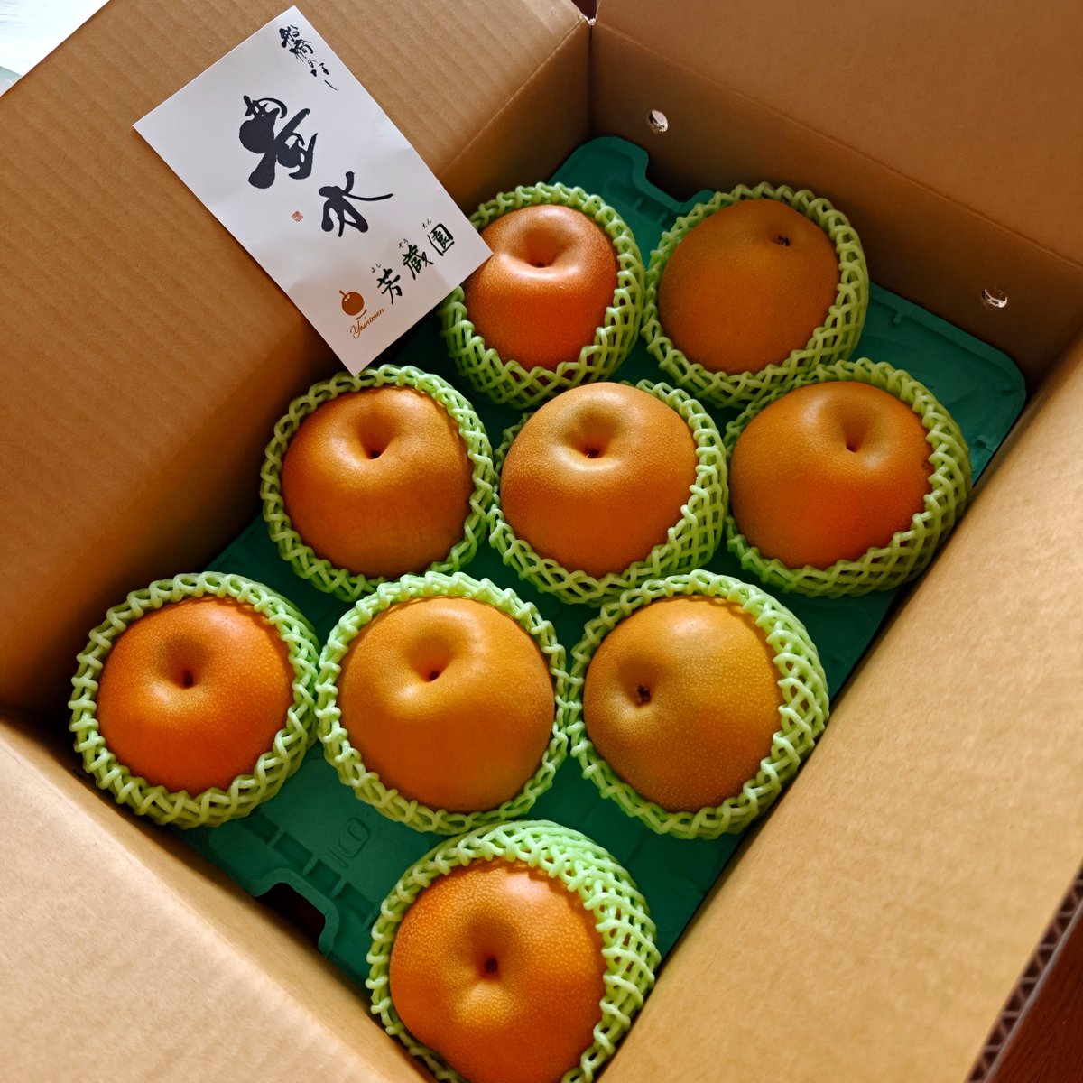 knttkntt's tweet photo. 梨は今までスーパーで幸水ばかり買って食べてたけど、こないだ友達から梨園の豊水を頂きまして、自分の中で革命が起きたんよ…
食べた瞬間にじゅわっと口の中いっぱいにジュワッて果汁が広がって…まさに梨ジュースでした！！思い出してもよだれ出そう…🤤 https://t.co/yT9fuaXNgj