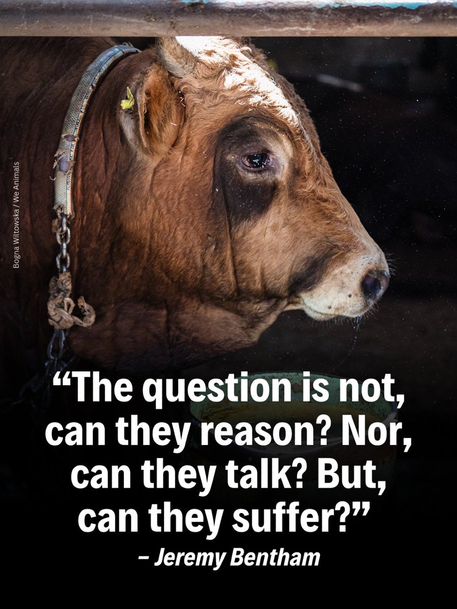 teamveganfta's tweet photo. Animals feel pain, fear, joy, and love. So why do we continue to treat them as objects rather than the individuals they are? 💔

📸 wiltoska (IG) | @WeAnimals 

#bestquotes #philosophy #veganquotes https://t.co/f2tIQsex0g