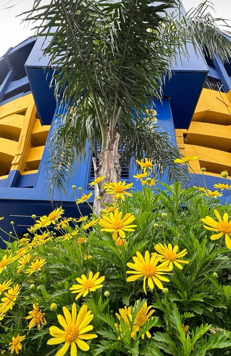 frentepxeneize's tweet photo. Buen día, Xeneizes! 👋

Feliz día de la primavera. 🌼 https://t.co/JBEjep2P0N