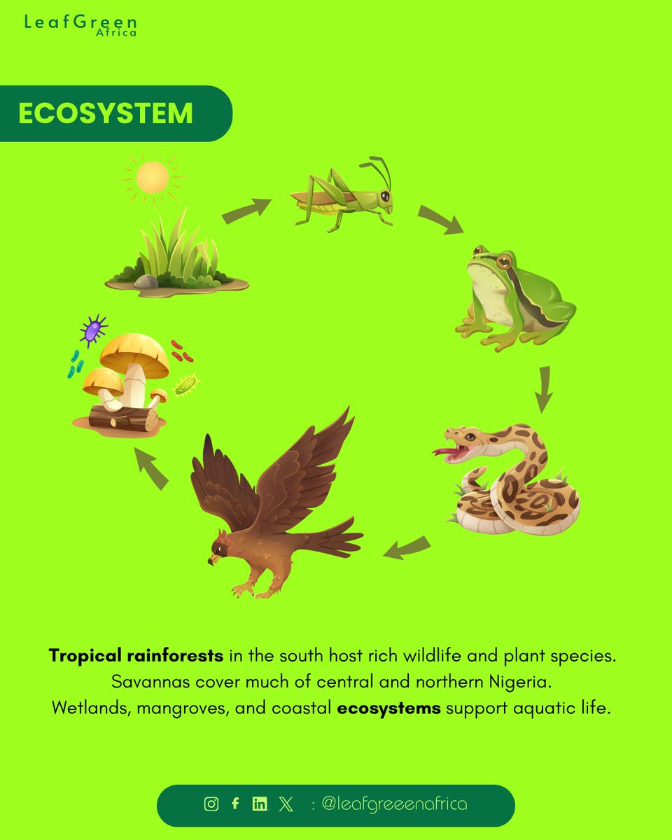 leafgreen__'s tweet photo. Nigeria is home to incredible biodiversity. From forests and wetlands to unique plants and animals, our natural ecosystems support life and provide important benefits to communities. 
#LeafgreenAfrica #Biodiversity #Conservation #Nigeria #NatureProtection https://t.co/PijbOC4Ggv