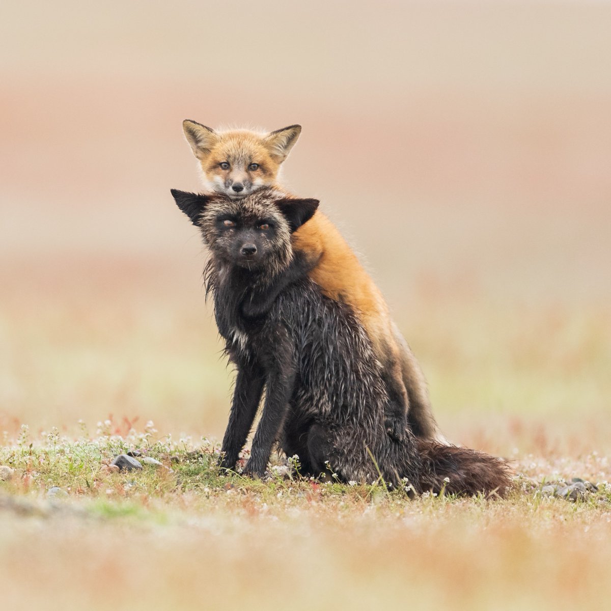 AnimalPlanet's tweet photo. Carrying precious cargo 💛

📸: Carlos Carreno

#fox #kit #redfox https://t.co/YVyEej4tQq