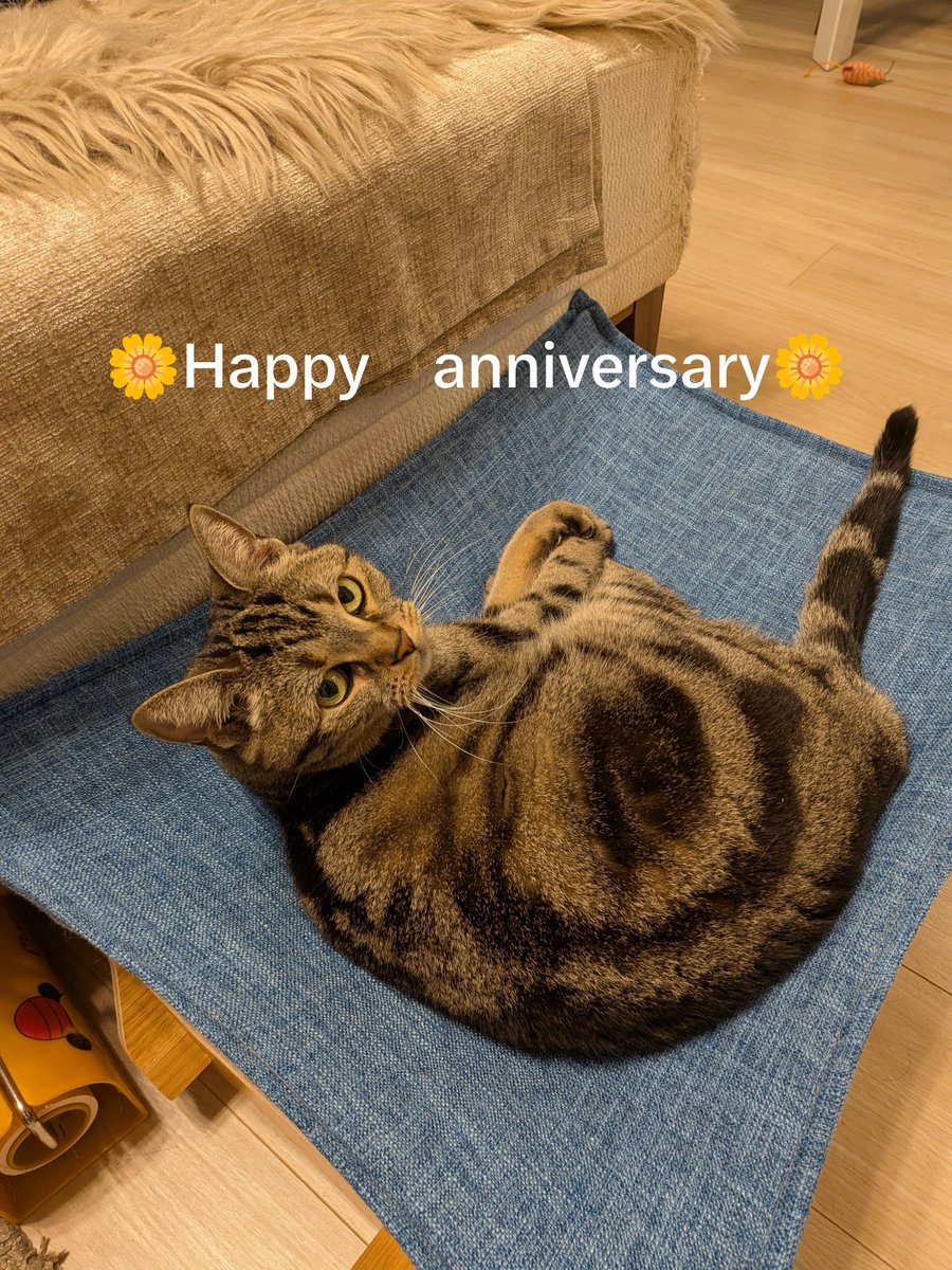 jacob20131030's tweet photo. 今年も楽しかった✨️来年はいよいよBaccaratのタンブラー🥃で乾杯✨️
#結婚14年記念
#猫好きさんと繋がりたい𓃠 https://t.co/0ad1oF2hFw