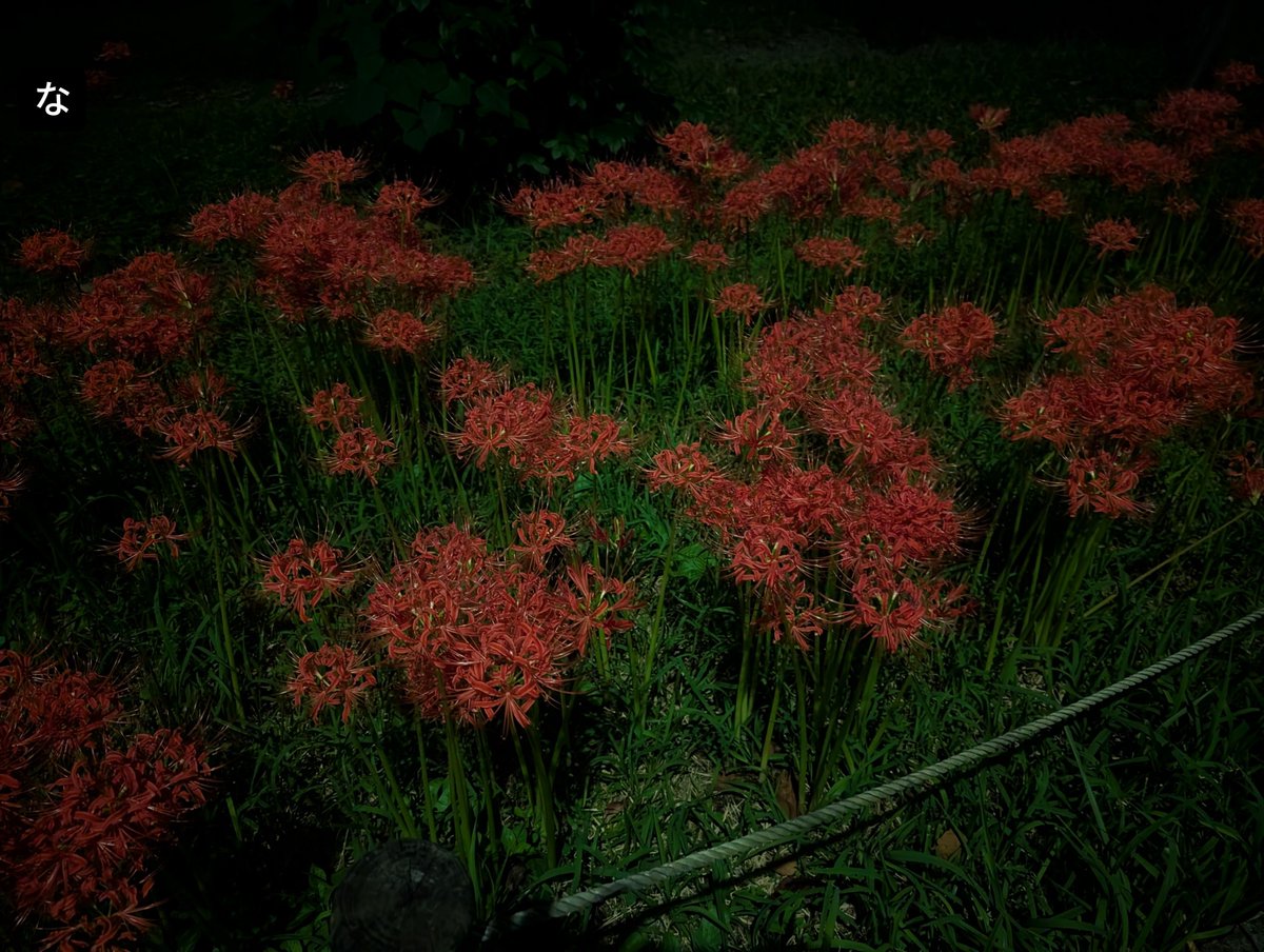na2mi711's tweet photo. 秋　AIっぽい写真になったな
(わたしが撮りましたの「な」) https://t.co/z75zlwLsBE