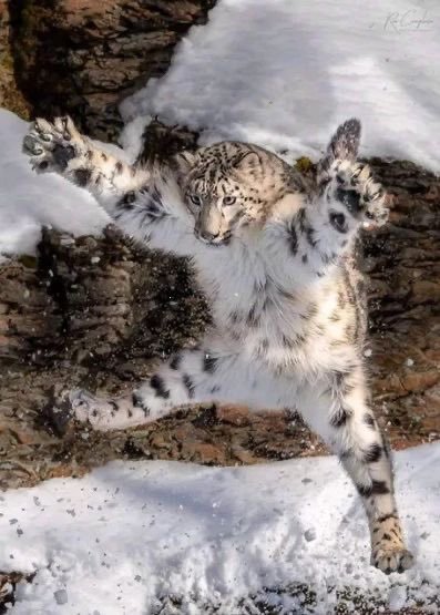 CatReviewer's tweet photo. the 4 most famous snow leopard photos of all time https://t.co/myyCZpZb4u