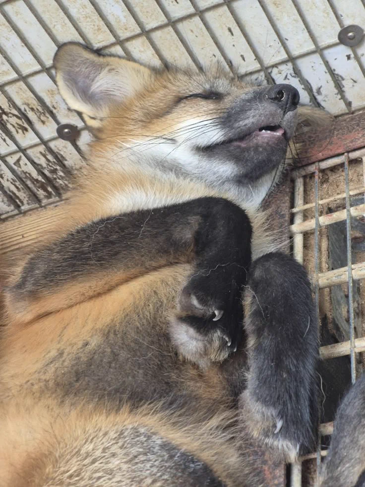 キツネの人生 🦊✨ on X / X