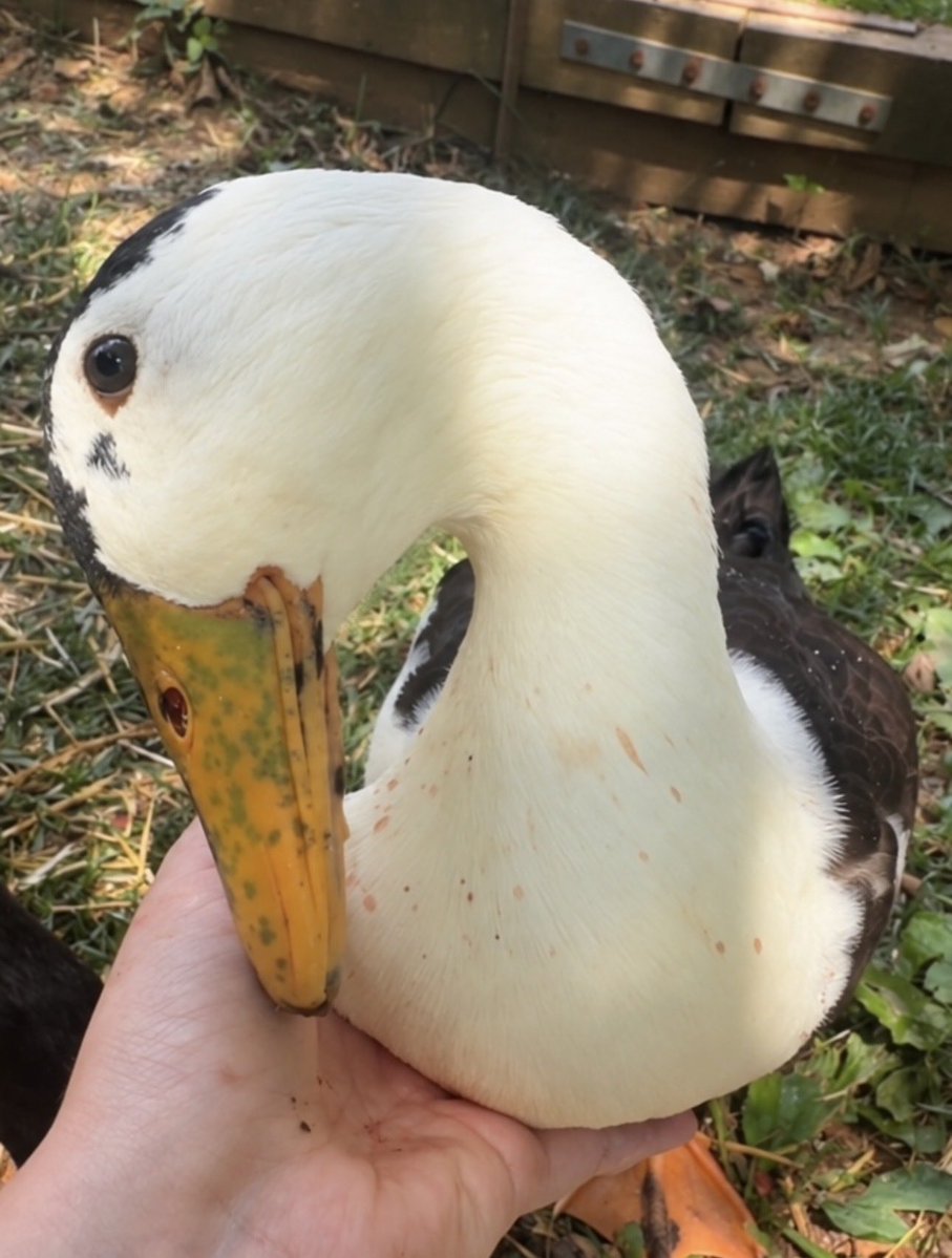 ducklingdinky's tweet photo. 🦆🔥 THE DINKY CREATIVITY CONTEST IS HERE! 🔥🦆

Are you ready to make DINKY go viral? 👀

This is your chance to unleash your creativity and create something truly unique. 💥

Memes. Edits. Artwork. Videos. Animations. Pure Dinky chaos. If it’s original and it captures Dinky’s character and personality, we want to see it. 🎨🦆

His tilted head. His spins. His obsession with food. His determination. His weird little personality. Get creative with what makes Dinky… Dinky.

🏆 Exciting prizes await you!

 $100 PRIZE POOL
 
1st place: $40
2nd place: $25
3rd place: $20
4th place: $15

📜 Contest Rules:

1️⃣ Create an original $DINKY-themed piece of content.
2️⃣ Share it on X and tag @ducklingdinky.
3️⃣ Like and repost the official contest post.
4️⃣ Include your X post link in the comment section of the creativity contest post on X.
5️⃣ Limit yourself to a maximum of two entries per person.
6️⃣ Originality is key! No stolen content allowed. 🚫
7️⃣ Entries will be judged on creativity, originality, and how well they capture Dinky’s personality.

💡 Make something that stops the scroll and makes someone wonder:

“What the DUCK is DINKY?” 🦆

Don’t overthink it. Have fun with Dinky and show us what you can come up with.

⏰ September 21–27

Good luck, creators. Let’s see what the flock can cook. 🔥🦆
