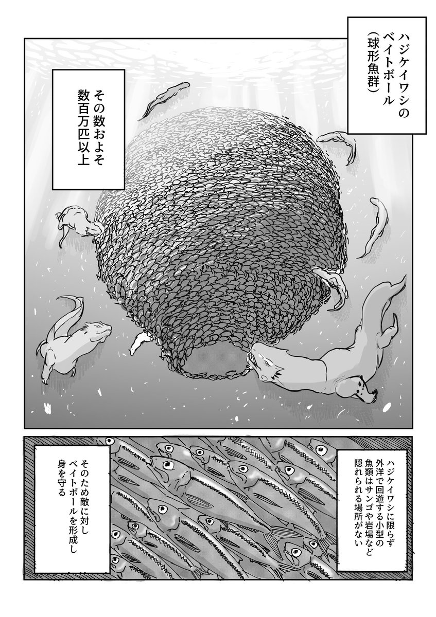 KINOKO_EXDX's tweet photo. せっかくなので去年描いた漫画も置いとくね！

モガ村沖に生息しているモンスターの生態漫画！！

#モンハン https://t.co/Zt5QoqFQog