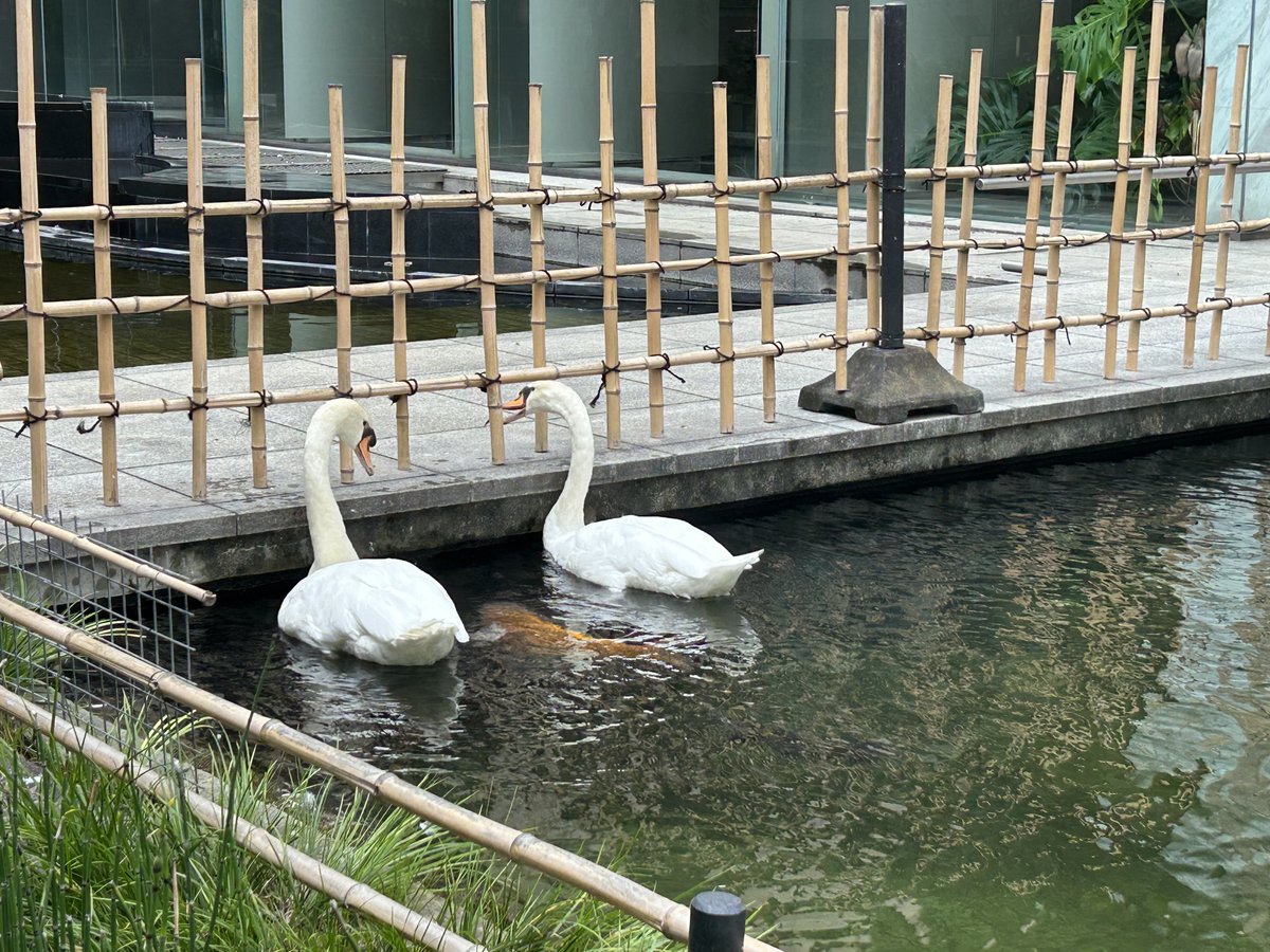 Mechanical_Pen's tweet photo. 聖地巡礼したら、噛み付く練習してる白鳥が2羽になってたし、近くを通りかかった鯉が食われそうになってた https://t.co/SxkdNXmQhJ