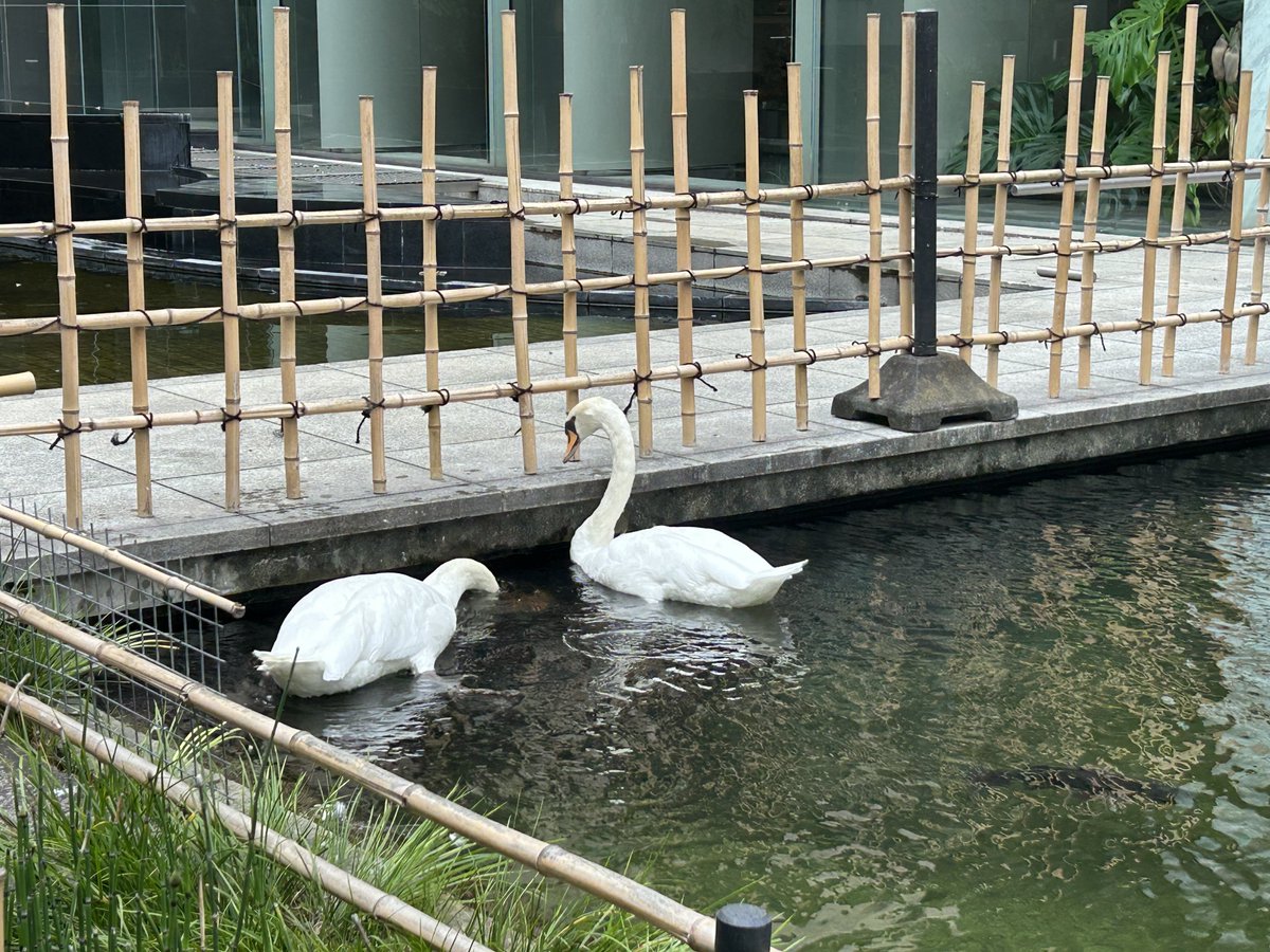 Mechanical_Pen's tweet photo. 聖地巡礼したら、噛み付く練習してる白鳥が2羽になってたし、近くを通りかかった鯉が食われそうになってた https://t.co/SxkdNXmQhJ