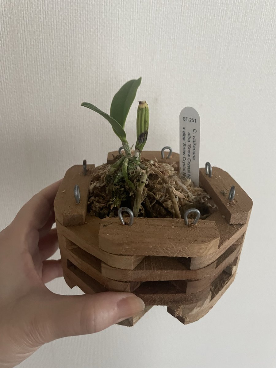 sutera1985's tweet photo. バスケット植えをお勧めされたので
植え替えました https://t.co/Ep588DCUVQ