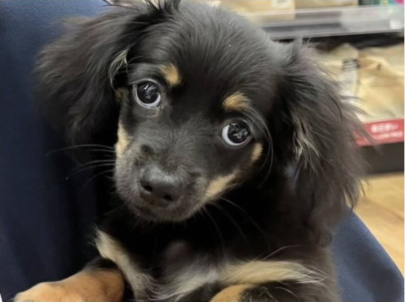 KoyomiPaws's tweet photo. チャピ助が、昭和の看板犬になりました。
1枚目：完成見本／2枚目：元の写真

写真から「うちの子版」を作れる商品を考えています。
愛犬・愛猫でも作ってみたい方、いますか？🐾

犬か猫かと、入れたい名前を返信で教えてください。

#うちの子グッズ #昭和レトロ https://t.co/kSUnmlVap9