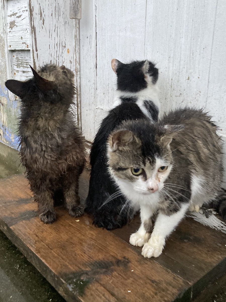 kuronekotashiro's tweet photo. こちらもどうぞ😺
キャリーちゃん、カイ、おかかもこちらに来ていました😺☔️

#猫島 #tashirojima #catisland #田代島クロネコ堂 #CatsOfX #cats https://t.co/GgGcpPBAzF