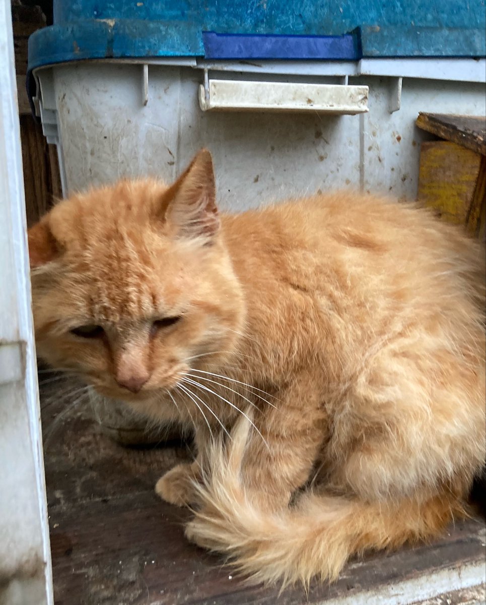 kuronekotashiro's tweet photo. こちらもどうぞ😺
キャリーちゃん、カイ、おかかもこちらに来ていました😺☔️

#猫島 #tashirojima #catisland #田代島クロネコ堂 #CatsOfX #cats https://t.co/GgGcpPBAzF