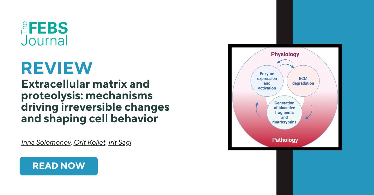 FEBSJournal's tweet photo. Driven by irreversible proteolysis, extracellular matrix (ECM) remodeling is essential to development, homeostasis, and disease. 

✂️In an Invited Review for our Special Issue on Extracellular Matrix—Proteases Crosstalk, Solomonov and colleagues discuss the major ECM-degrading protease families: MMPs, serine proteases, ADAMs, ADAMTSs, and cysteine proteases. Their work highlights the shared regulatory pathways and proteolytic dynamics that continuously reshape the tissue microenvironment.

📕 Extracellular matrix and proteolysis: mechanisms driving irreversible changes and shaping cell behavior

📖 Irreversible ECM proteolysis by remodeling enzymes shapes development, homeostasis, and disease. ECM-degrading proteases display cell specificity and are governed by shared mechanisms, exhibiting functional redundancy in generating matrikines, growth factors, and cytokines. Amplified proteolysis and feedback regulation define tissue adaptation and pathology. Understanding these processes is essential for maintaining normal homeostasis and for identifying therapeutic targets to restore ECM balance in pathological conditions such as fibrosis and cancer.

✍ Inna Solomonov,  Orit Kollet,  Irit Sagi

Delve into this insightful Review here ➡️ https://t.co/TtlKUx1nTp

#ExtracellularMatrix #proteolysis #ECM #protease #ECMremodeling