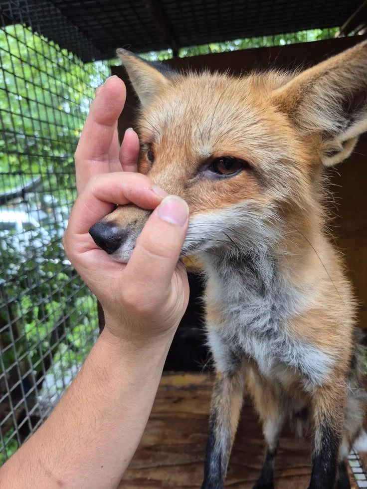 キツネの人生 🦊✨ on X / X