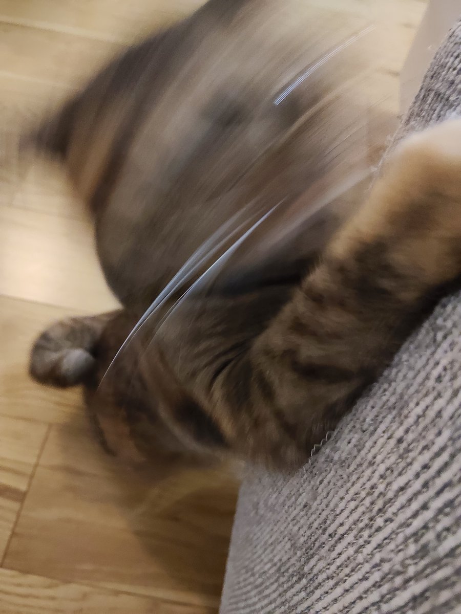 minene_go's tweet photo. 指を襲う猫 https://t.co/dE1MPoTmAp