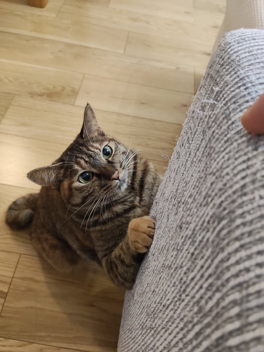 minene_go's tweet photo. 指を襲う猫 https://t.co/dE1MPoTmAp