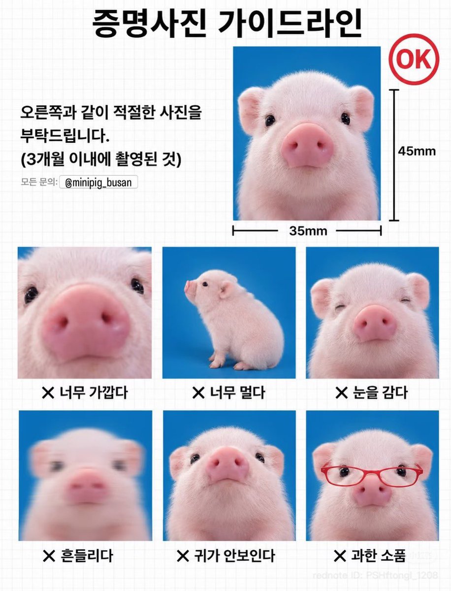4xousand's tweet photo. 미친 너무 귀여워 
옆에 아기 돼지사진보고 따라했대ㅋㅋㅋ♡♡ https://t.co/9TGfCGxtNk