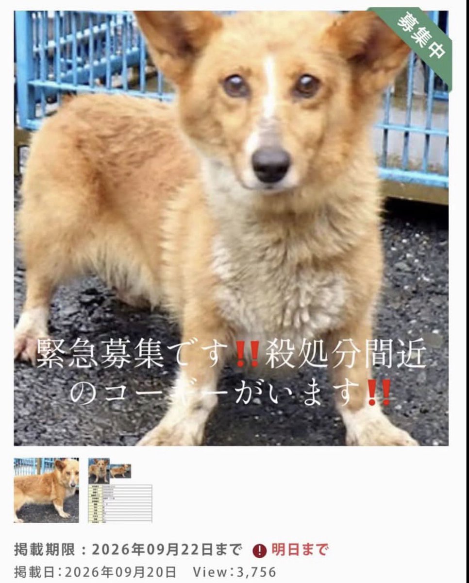noel_by's tweet photo. 拡散お願いします。
真岡市の保健所にいるようです。 https://t.co/JeOjj3t3M6