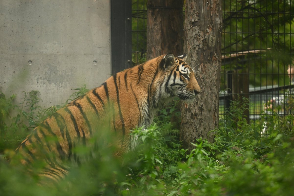 chichenghu30379's tweet photo. キリッとメイ🐯

#旭山動物園　#アムールトラ　#メイ
📷2026.09.20 https://t.co/7dTGZuenKC