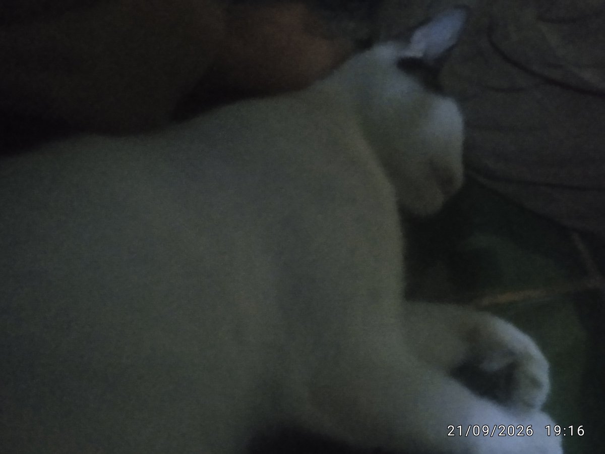 ibnuibnu8804's tweet photo. @Pikiserra Know it's okay.. Cat ini.. https://t.co/a2ImjhR7dX