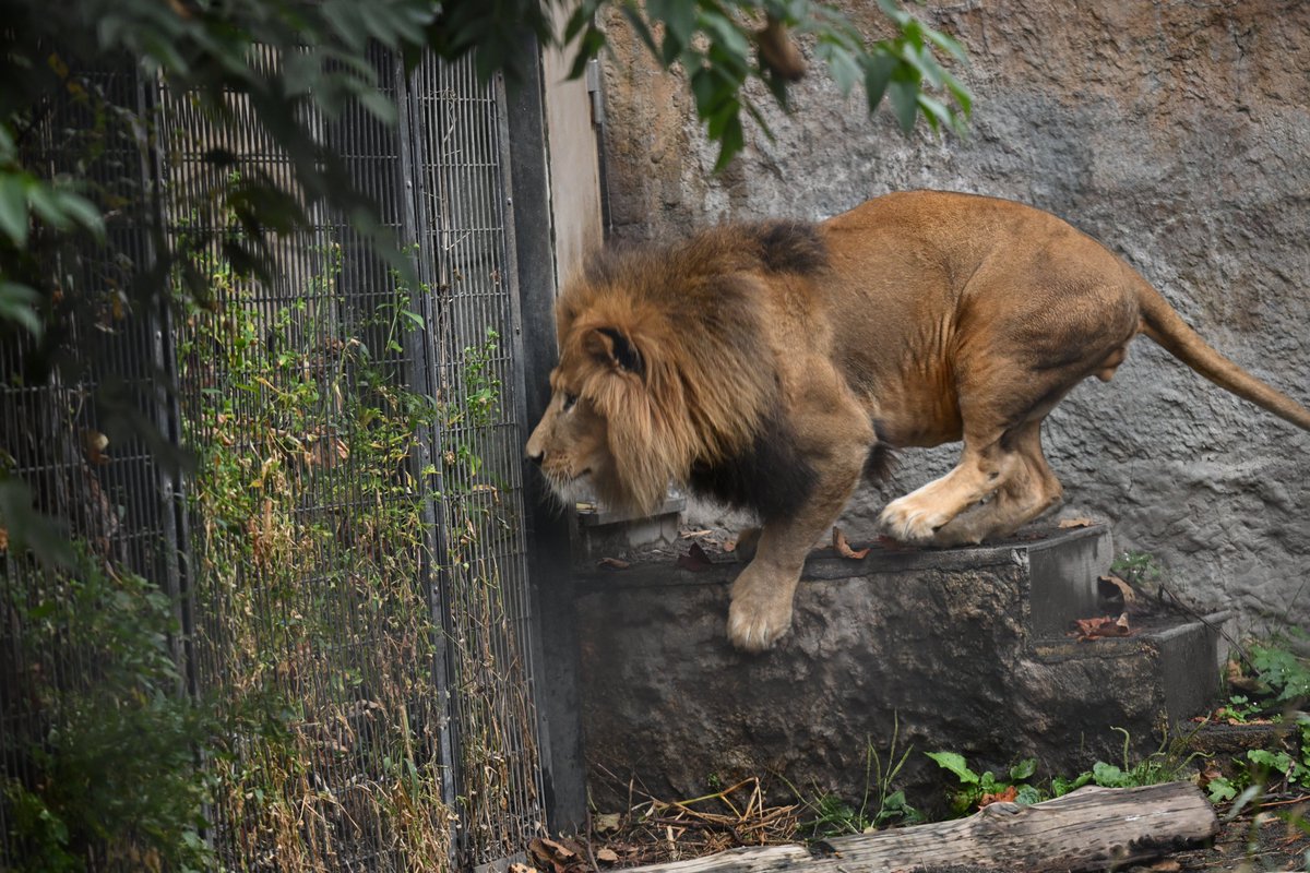 chichenghu30379's tweet photo. お隣りのアムールトラのメイ🐯と遊ぶオリト🦁

#旭山動物園　#ライオン　#オリト

📷2026.09.20 https://t.co/OHcx8Rm9Qt
