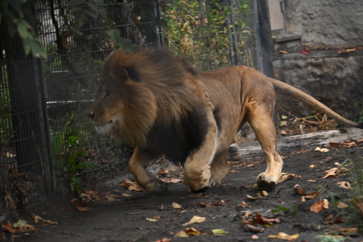 chichenghu30379's tweet photo. お隣りのアムールトラのメイ🐯と遊ぶオリト🦁

#旭山動物園　#ライオン　#オリト

📷2026.09.20 https://t.co/OHcx8Rm9Qt