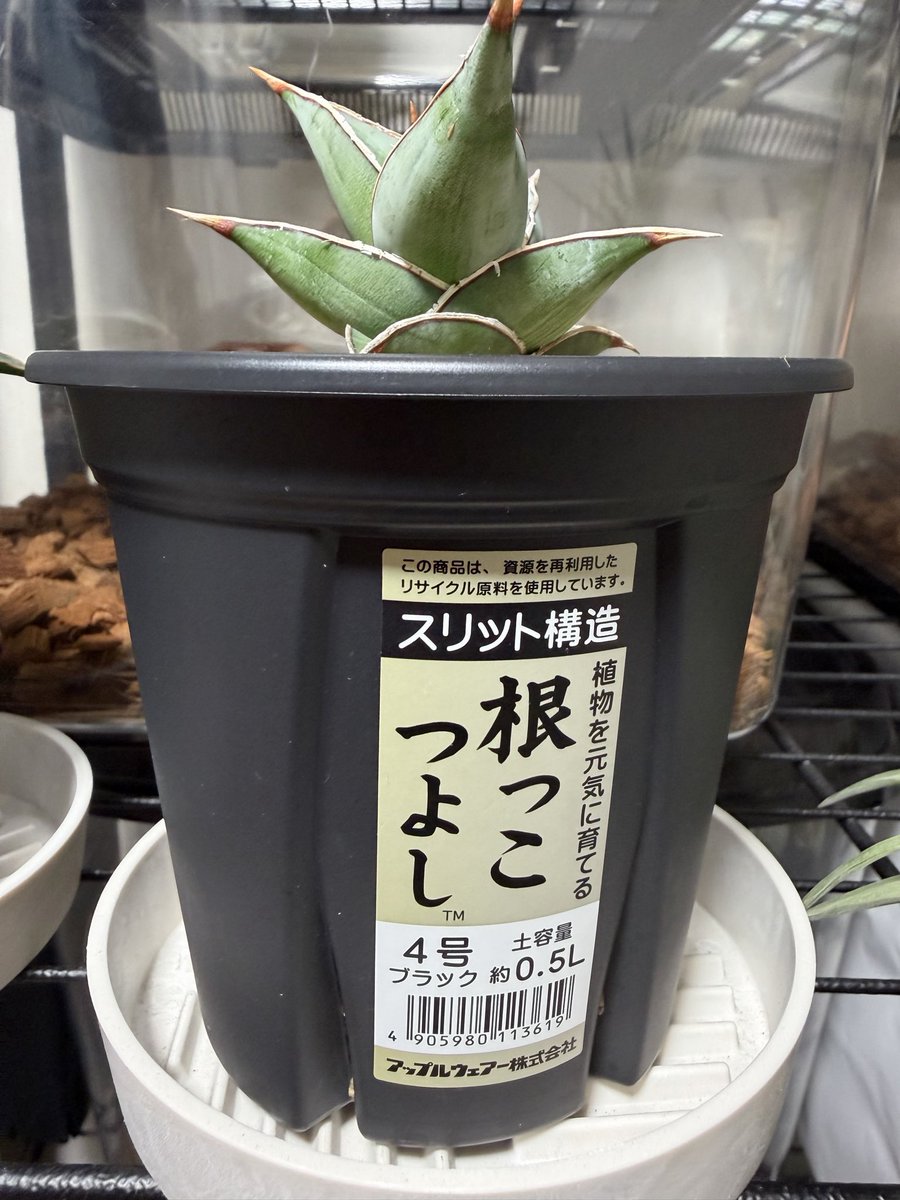 DOSBISCUS's tweet photo. ピングイキュラは動かない https://t.co/s7eMYJikEJ