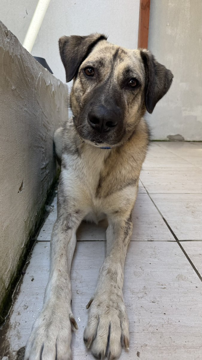 Badiko_'s tweet photo. Bu sabah Göktürk’te hiç tanımadığımız bir köpeğe sırf @eyupbelediyesi ‘nin  her an eline düşebilir  diye usulca sokulup “bizimle pansiyona gelir misin?” dedik.. Geldi❤️ https://t.co/blDIjXgPN8