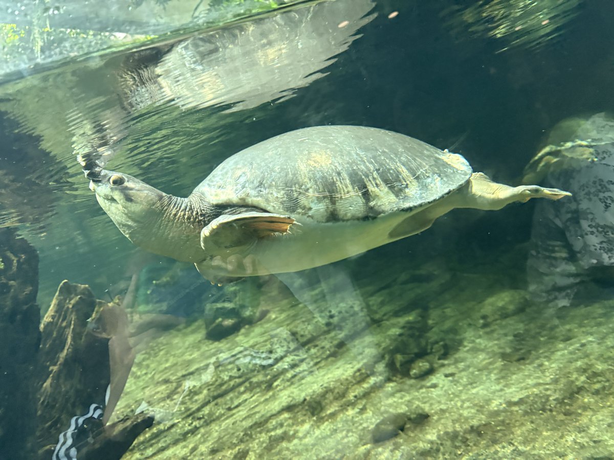 fang_fish00's tweet photo. 名古屋港のスッポンモドキ
うちのは相変わらず首の根元がなんか皮膚ピロピロずっとしてる https://t.co/lxRh2jZWiv