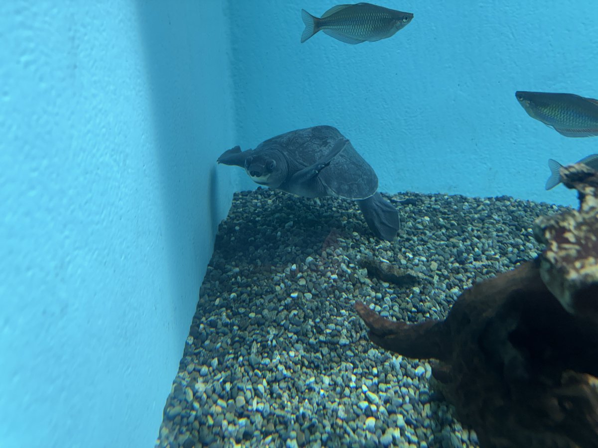 fang_fish00's tweet photo. 名古屋港のスッポンモドキ
うちのは相変わらず首の根元がなんか皮膚ピロピロずっとしてる https://t.co/lxRh2jZWiv
