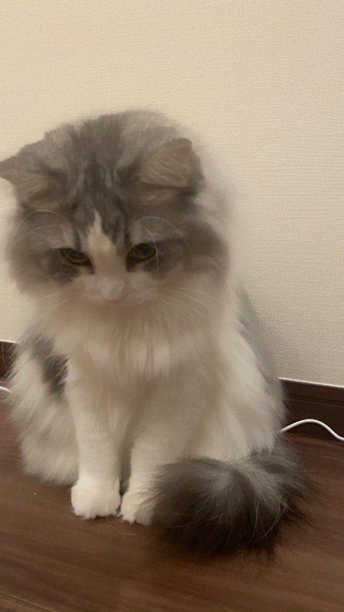 wadaino_taikai's tweet photo. 構ってくれないから拗ねるにゃんこ https://t.co/kYGX89ju29