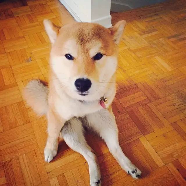 RashadInhunpdb's tweet photo. Mi perro me espera con una sonrisa todos los días después del trabajo, su calidez hace que cada momento gris se vuelva dulce. https://t.co/A7XYImmgHl