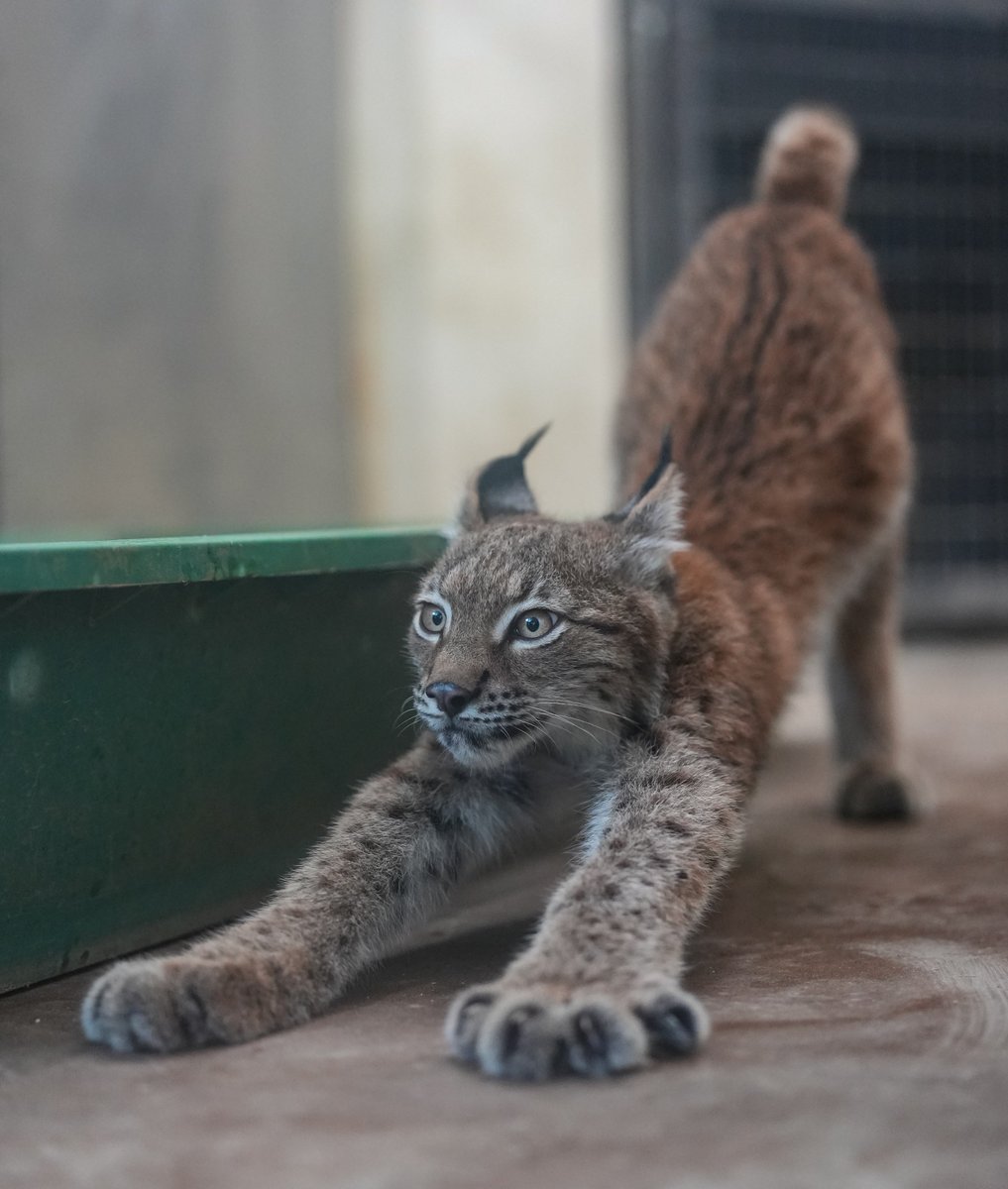 black03_white03's tweet photo. 今日ののびぃ〜ッ！
⁡
#京都市動物園  #オオヤマネコ  #キキ 
📷260921 https://t.co/ZDRncIhOZN