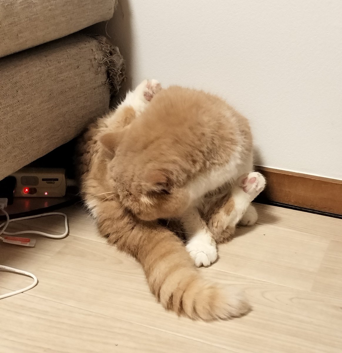 marubo1227's tweet photo. まるぼーは毛づくろいできるくらいに回復してるにゃ😸🌀
一時は食べられなくて痩せちゃったけど、今はごはんもよく食べ、おしっこ💩もでるにゃ！！
動画のやり方が分からないから大事な部分が丸見えにゃ🈲
#エキゾチックショートヘア
#健康第一
#肥大型心筋症 https://t.co/RrJKVsq4FT