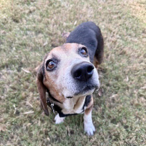 TriBeagles's tweet photo. Adoptable beagle of the day-Doris! https://t.co/gvvwxWPzrI https://t.co/7yPcfnmgSK
