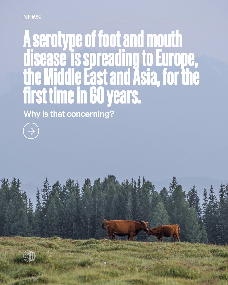 WOAH's tweet photo. Foot and mouth disease is travelling and making its way to new areas.

A serotype of foot and mouth disease (FMD) is spreading to Europe, the Middle East and Asia, for the first time in 60 years. In some countries the disease has arrived for the first time, while in other places it's returning after long periods.

Read the article: https://t.co/47qVsHNNPO