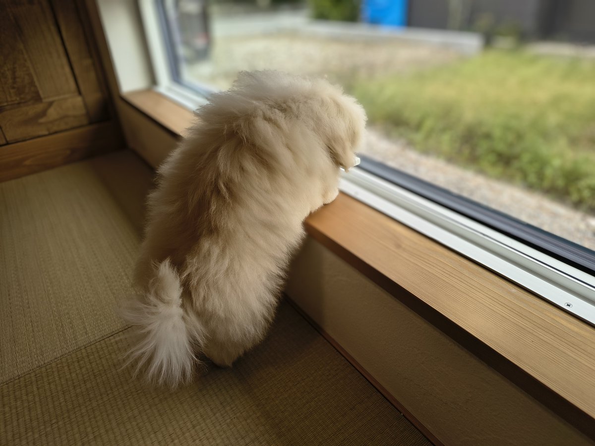 nemu_fukunokami's tweet photo. 部屋んぽ中、犬用に付けた和室の地窓から外を眺めてくれて…夢が1つ叶いました😇 https://t.co/BY9dHj7ICl