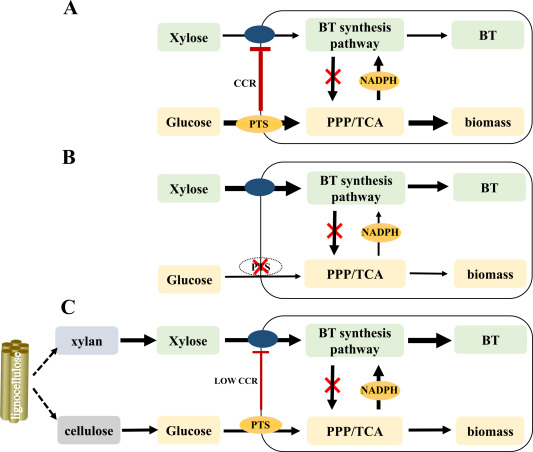 BioDesignR's tweet photo. A cellulose-based simultaneous saccharification and fermentation strategy manages glucose supply to ease carbon catabolite repression of xylose and improve engineered E. coli production of 1,2,4-butanetriol. #BioDesignResearch #MetabolicEngineering
DOI: https://t.co/8Ps9m9CIs3 https://t.co/Pv4iOsgtZz