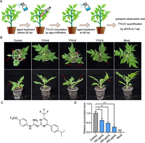 Hortres's tweet photo. The pyrimidine–guanidine derivative YYH-6 suppresses TYLCV accumulation and symptoms by mobilizing multiple tomato defense pathways #TomatoTYLCV #AntiviralDefense #CropProtection @OxfordJournals
Details: https://t.co/Sovs9Lf0hi https://t.co/iS9IGEugC8