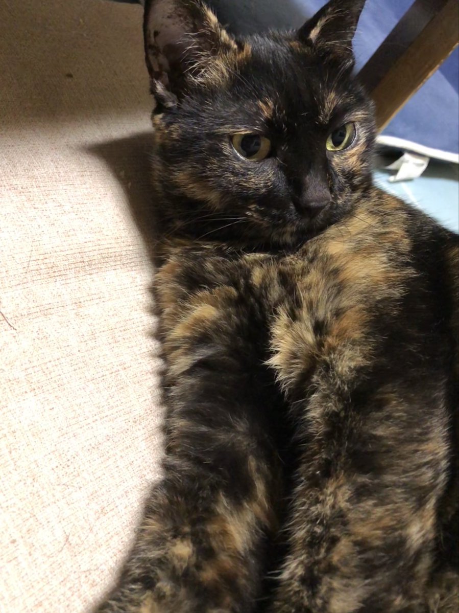 ta1rou2ma3ru's tweet photo. 先週虹の橋を渡って行っちゃったうちのきくちゃん
こんな可愛い子がうちにいたんだ！！
 #サビ猫はいいぞ #猫のいる暮らし https://t.co/5Gfrupn5uJ