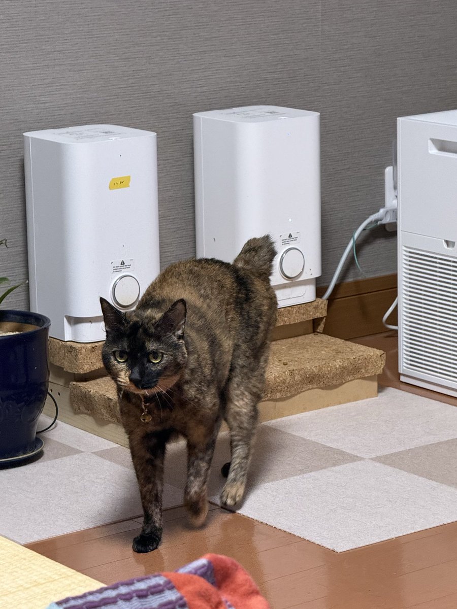 am_3392's tweet photo. 今日の猫です #猫 https://t.co/HZoXnpX9yS